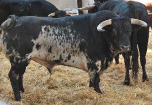 (Foto: Gabinete de Prensa Plaza de Toros de Murcia.)