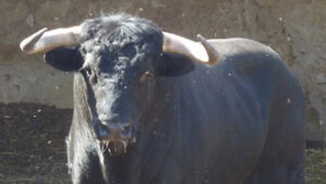 (Foto: choperatoros.com)