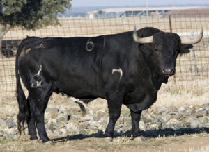 (Foto: www.patronatodeltorodelavega.com/)