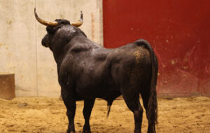 (Foto: choperatoros.com)