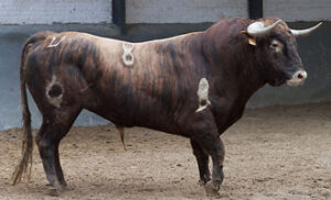(Foto: Juan Pelegrín / las-ventas.com)