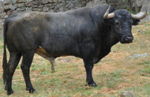 (Foto: www.toroenelcampo.com)