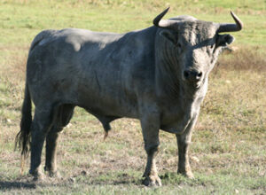 (Foto: Emilio Pérez)