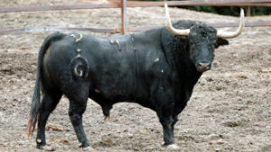 "Infundio", nº 41, un galán que se lidiará en Pamplona. (Foto: Arjona)