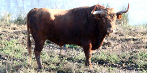 Toro de Blohorn reseñado para Alès