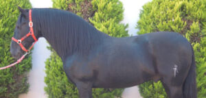 "Rey", la nueva incorporación de Ventura.