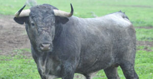 Toro de Victorino Martín reseñado para Istres.