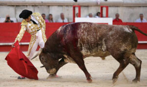 Castaño y "Datilero", de Miura, protagonizaron una de las faenas de la temporada 2011 en Nimes. (Foto: R. Costedoat)