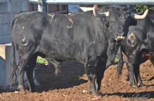 "Jaenero", número 95 de Jiménez Pasquau.