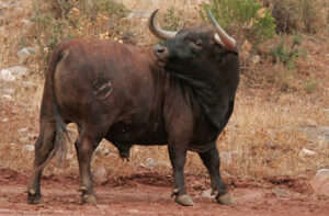 (Foto: Moratalla Barba)