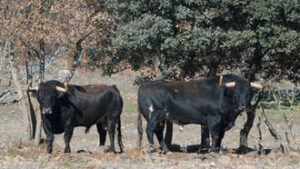 (Foto: Javier Arroyo)