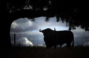 "Luna llena", fotografía ganadora del Premio Comunidad Valenciana (Foto: Fernando Juarez)