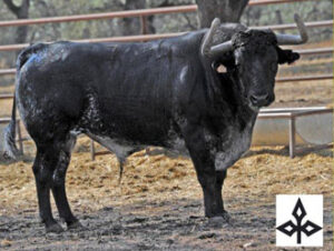 (Foto: www.toroenelcampo.com)