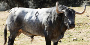 (Foto: Vigueras/torosvalencia.com)