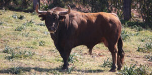 Imponente este toro reseñado para Pamplona. (Foto: María Ruigómez)