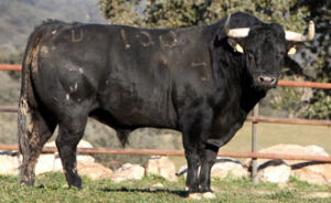 Toro número 153 (Foto: Vigueras/torosvalencia.com)