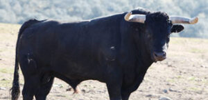 Incauto, nº 3, segundo de la tarde. (Foto: Templaíto)