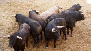 (Foto: Javier Arroyo)