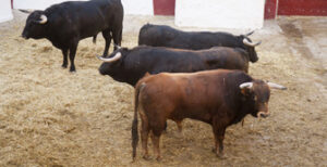 (Foto: Javier Arroyo)