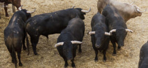 (Foto: Javier Arroyo)