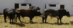 Los toros de Miura para esta tarde. (Foto: J. Arroyo)