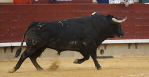 Toro "Formal", nº 13, de Cuadri, premiado por el Casino Antiguo-Porcelanosa (Foto: J. Arroyo)