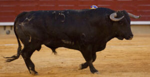 (Foto: Javier Arroyo)