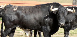 Hondo encierro de Valdefresno para la quinta de feria en Valencia