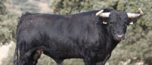 (Foto: torosvalencia.com)