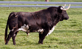 "Camillero", nº 11, uno de los ejemplares aprobados. (Foto: Arjona)