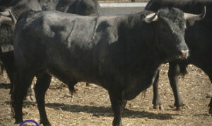 Ejemplar de Joaquín Buendía