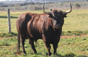 Ejemplar de Ortigao Costa