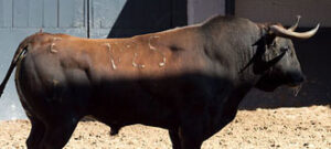 "Picador", toro de la alternativa de Barrio. (Foto: las-ventas.com)