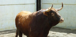 (Foto: choperatoros.com)