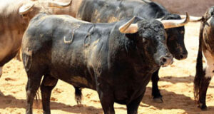 (Foto: www.lamaestranza.es)