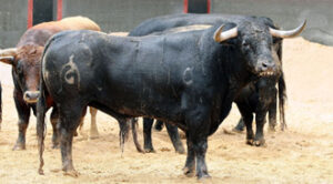 Legislador, número 71, negro listón de 469 kilos (Foto: www.plazadetorosdelamaestranza.com)