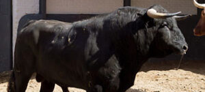 "Misterio", tercero de la tarde. (Foto: www.las-ventas.com)