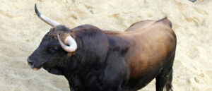 "Víbora", primero del lote de El Cid. (Foto: www.lamaestranza.es)