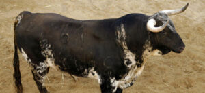 "Alí-Roto", quinto de la tarde.