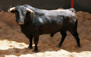 Nº 44, Aldeano, que se lidiará en tercer lugar.