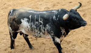 El burraco "Desganado", primero de la tarde. (Foto: lamaestranza.es)