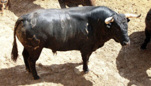 Dictador pesa 595 kilos. (Foto: La Maestranza)