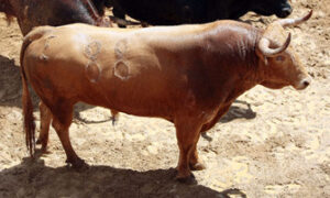 Asustado abrirá el festejo de esta tarde (Foto: La Maestranza)
