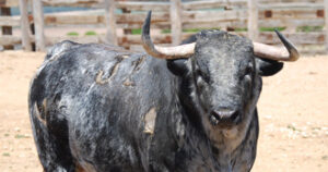 El número 32, "Fundado", será lidiado en quinto lugar.