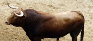 "Sospetoso", nº 21, cerrará plaza.