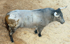 "Baratero" es un nombre de afamada reata en esta vacada.