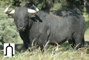 (Foto: www.toroenelcampo.com)