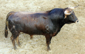 Número 14. Defensa. Castaño. 512 kilos. (Foto: www.lamaestranza.es)