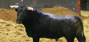 "Removido", nº 6, romperá plaza. (Foto: www.lamaestranza.es)