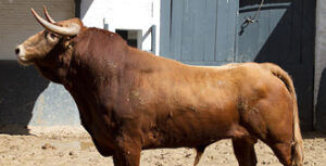 "Cateto", cuarto de la tarde. (Foto: www.las-ventas.com)
